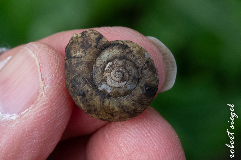 Coast BioBlitz 2025